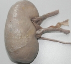 硅胶系列